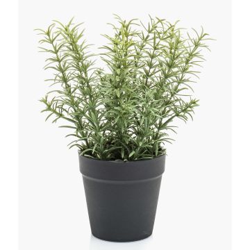 Erbe aromatiche decorative: rosmarino WHOOPI in vaso decorativo, verde, 22 cm