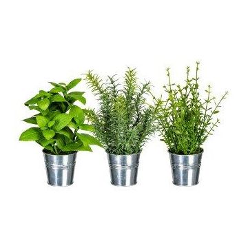 Mix di erbe aromatiche decorative DRILHO, basilico, rosmarino, timo, 3 pezzi, vaso in zinco, verde, 25 cm, Ø 16 cm Mix di erbe aromatiche decorative DRILHO, basilico, rosmarino, timo, 3 pezzi, vaso in zinco, verde, 25 cm, Ø 16 cm
