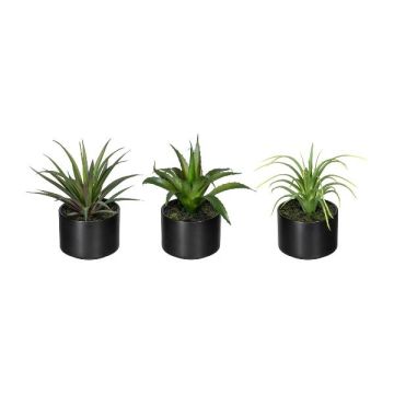 Composizione decorativa di piante grasse FLUKE in vaso di ceramica, 3 pezzi, verde, 15 cm Composizione decorativa di piante grasse FLUKE in vaso di ceramica, 3 pezzi, verde, 15 cm