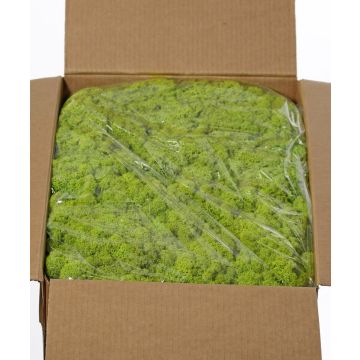 Muschio naturale islandese SVEINBJÖRN, verde chiaro, 5 kg Muschio naturale islandese SVEINBJÖRN, verde chiaro, 5 kg