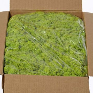 Muschio naturale islandese SVEINBJÖRN, verde chiaro, 5kg Muschio naturale islandese SVEINBJÖRN, verde chiaro, 5kg