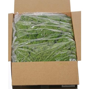 Muschio naturale islandese SVEINBJÖRN, verde, 5 kg Muschio naturale islandese SVEINBJÖRN, verde, 5 kg