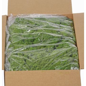Muschio naturale islandese SVEINBJÖRN, verde, 5kg Muschio naturale islandese SVEINBJÖRN, verde, 5kg