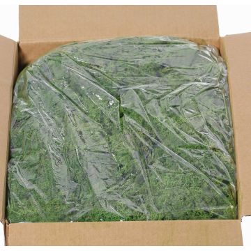 Muschio naturale islandese SVEINBJÖRN, verde scuro, 5kg Muschio naturale islandese SVEINBJÖRN, verde scuro, 5kg