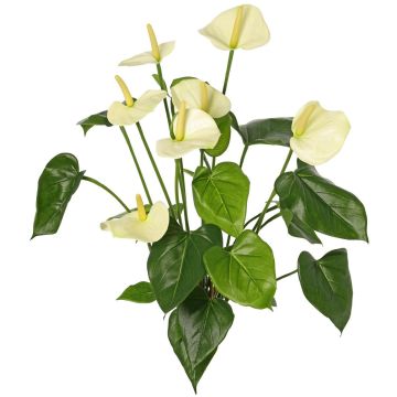 Anthurium artificiale NAKITA su stelo, color crema, 50 cm Anthurium artificiale NAKITA su stelo, color crema, 50 cm