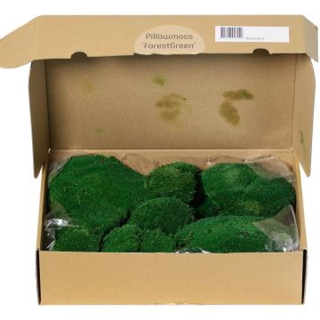 Muschio naturale a lastra SEETHA, verde, 800 g, 0,15 m² Muschio naturale a lastra SEETHA, verde, 800 g, 0,15 m²