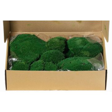 Muschio naturale a lastra SEETHA, verde, 800g, 0,15 m² Muschio naturale a lastra SEETHA, verde, 800g, 0,15 m²