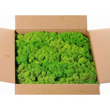 Muschio naturale islandese SVEINBJÖRN, verde mela, 5kg Muschio naturale islandese SVEINBJÖRN, verde mela, 5kg