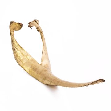 Foglia di palma FAYOLA, essiccata, oro, 130cm