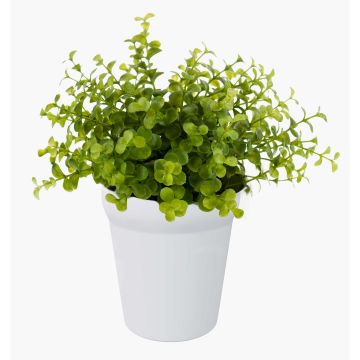 Erbe aromatiche artificiali: eucalipto JOSHUA in vaso di ceramica, verde, 20 cm, Ø 17 cm Erbe aromatiche artificiali: eucalipto JOSHUA in vaso di ceramica, verde, 20 cm, Ø 17 cm