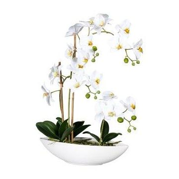 Orchidea Phalaenopsis decorativa JELTRON, vaschetta in ceramica, radici, bianca, 60 cm