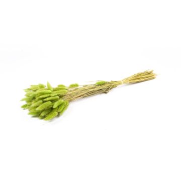Erba secca BORKA, mazzetto di Lagurus, verde mela, 55-75 cm, Ø 12 cm Erba secca BORKA, mazzetto di Lagurus, verde mela, 55-75 cm, Ø 12 cm