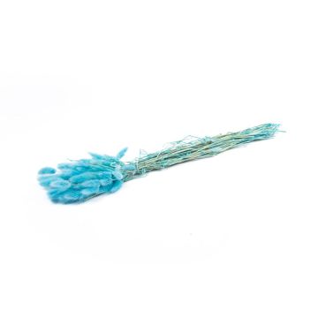 Erba secca BORKA, mazzetto di Lagurus, turchese, 55-75 cm, Ø 12 cm Erba secca BORKA, mazzetto di Lagurus, turchese, 55-75 cm, Ø 12 cm