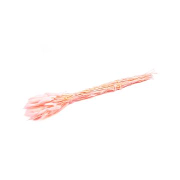 Erba secca BORKA, mazzetto di Lagurus, rosa, 55-75 cm, Ø 12 cm Erba secca BORKA, mazzetto di Lagurus, rosa, 55-75 cm, Ø 12 cm
