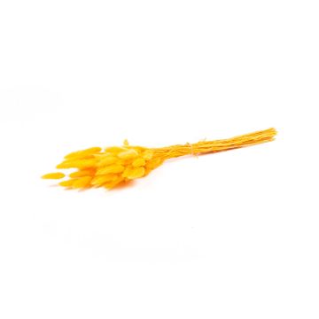 Erba secca BORKA, mazzetto di Lagurus, arancione, 55-75 cm, Ø 12 cm Erba secca BORKA, mazzetto di Lagurus, arancione, 55-75 cm, Ø 12 cm