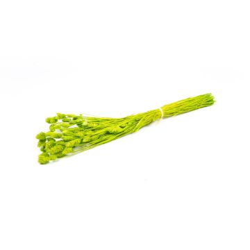 Erba secca Phalaris BRAGILA, mazzo, verde mela, 50-75 cm, Ø 12 cm