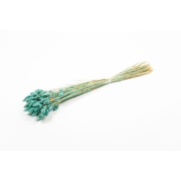 Erba secca Phalaris BRAGILA, mazzetto, turchese, 50-75 cm, Ø 12 cm