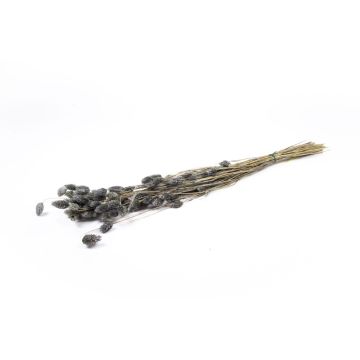 Erba secca Phalaris BRAGILA, mazzo, grigia, 50-75 cm, Ø 12 cm