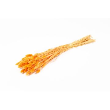 Erba secca Phalaris BRAGILA, mazzetto, arancione, 50-75 cm, Ø 12 cm