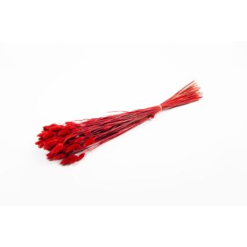 Erba secca Phalaris BRAGILA, mazzo, rossa, 50-75 cm, Ø 12 cm