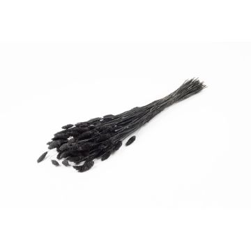 Erba secca Phalaris BRAGILA, mazzo, nero, 50-75 cm, Ø 12 cm