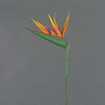Strelizia finta ALLISSA, arancione-viola, 90cm, 17x24cm