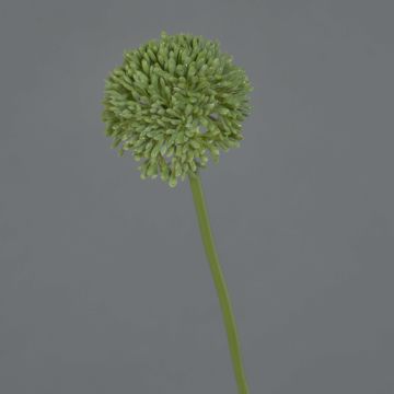 Fiore artificiale Allium BAILIN, verde, 45 cm, Ø 6,5 cm Fiore artificiale Allium BAILIN, verde, 45 cm, Ø 6,5 cm