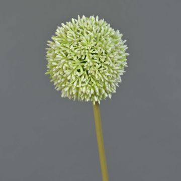 Fiore artificiale Allium BAILIN, crema-verde, 65 cm, Ø 10 cm Fiore artificiale Allium BAILIN, crema-verde, 65 cm, Ø 10 cm