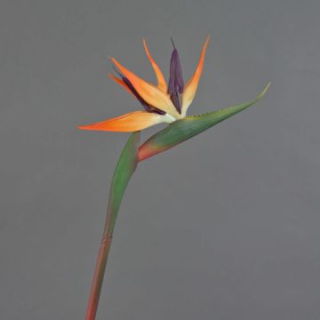 Fiore artificiale Strelitzia DONGLIN, arancione-viola, 85 cm, 14x25 cm Fiore artificiale Strelitzia DONGLIN, arancione-viola, 85 cm, 14x25 cm