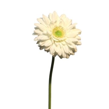 Fiore artificiale Gerbera QIUDONG, color crema, 50 cm, Ø 12 cm Fiore artificiale Gerbera QIUDONG, color crema, 50 cm, Ø 12 cm