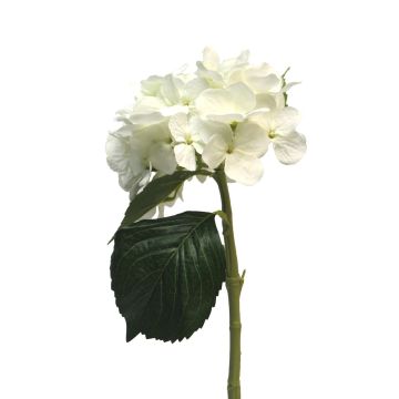 Fiore artificiale ortensia XINCHENG, bianco, 50 cm, Ø 15 cm Fiore artificiale ortensia XINCHENG, bianco, 50 cm, Ø 15 cm