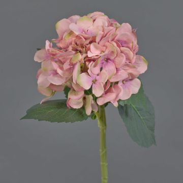 Fiore artificiale ortensia XINCHENG, rosa-verde, 50 cm, Ø 15 cm Fiore artificiale ortensia XINCHENG, rosa-verde, 50 cm, Ø 15 cm