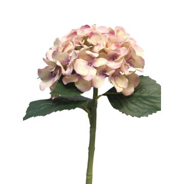 Fiore artificiale ortensia XINCHENG, rosa antico-crema, 50 cm, Ø 15 cm Fiore artificiale ortensia XINCHENG, rosa antico-crema, 50 cm, Ø 15 cm
