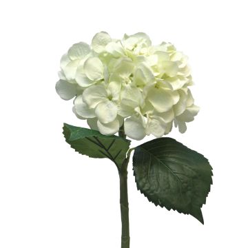 Fiore artificiale ortensia FUXIANG, color crema, 50 cm, Ø 16 cm Fiore artificiale ortensia FUXIANG, color crema, 50 cm, Ø 16 cm