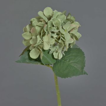 Fiore artificiale ortensia FUXIANG, verde-rosa, 50 cm, Ø 16 cm Fiore artificiale ortensia FUXIANG, verde-rosa, 50 cm, Ø 16 cm