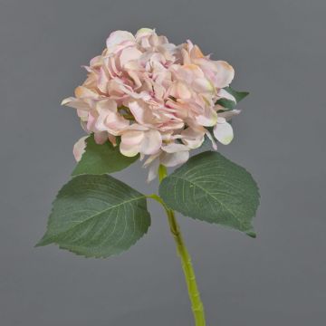 Fiore artificiale ortensia FUXIANG, rosa-crema, 50 cm, Ø 16 cm Fiore artificiale ortensia FUXIANG, rosa-crema, 50 cm, Ø 16 cm