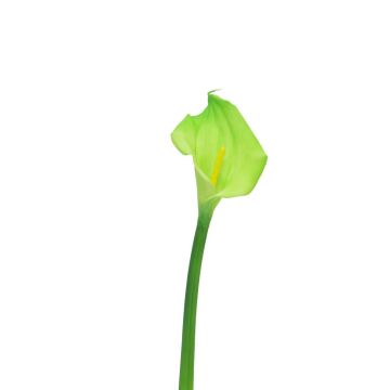Fiore artificiale Zantedeschia ZHILONG, verde chiaro, 55 cm, 10x16 cm Fiore artificiale Zantedeschia ZHILONG, verde chiaro, 55 cm, 10x16 cm