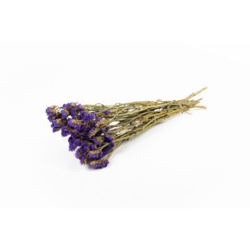 Lilla di mare BRINJA, mazzo, essiccata, viola scuro, 50-65 cm, Ø 18 cm