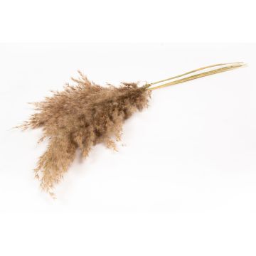 Fascio di canna secca DONJETA, naturale, 70-80 cm, Ø 15 cm