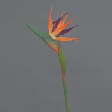 Fiore artificiale Strelitzia WEIYU, arancione-viola, 60 cm, 10x13 cm