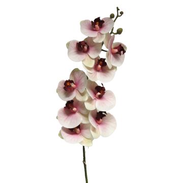 Ramo decorativo di orchidea Phalaenopsis SONGYA, rosa-crema, 105 cm Ramo decorativo di orchidea Phalaenopsis SONGYA, rosa-crema, 105 cm
