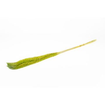 Mazzo di canne secche DONJETA, verde mela, 115-120 cm, Ø 15 cm