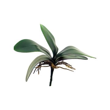 Foglie decorative di orchidea Phalaenopsis XIAOQIN con radici aeree, 25 cm