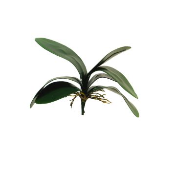 Foglie decorative di orchidea Phalaenopsis XIAOQIN con radici aeree, 30 cm Foglie decorative di orchidea Phalaenopsis XIAOQIN con radici aeree, 30 cm