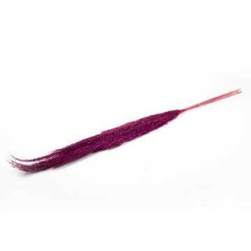 Fascio di canne secche DONJETA, viola, 115-120 cm, Ø 15 cm