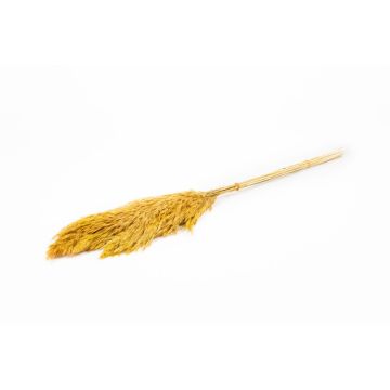 Fascio di canne secche DONJETA, curry, 70-80 cm, Ø 15 cm
