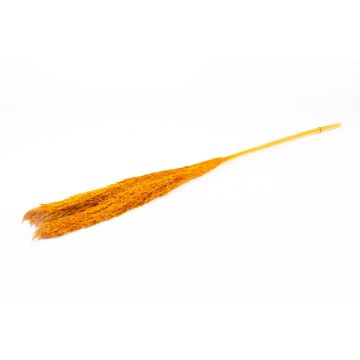 Fascio di canne secche DONJETA, arancione, 115-120 cm, Ø 15 cm