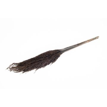 Fascio di canne secche DONJETA, nero, 70-80cm, Ø15cm Fascio di canne secche DONJETA, nero, 70-80cm, Ø15cm