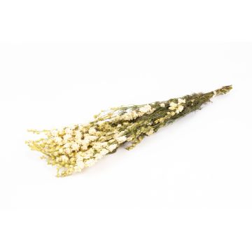 Mazzo di fiori secchi di delfinio AITHANA, crema, 70 cm, Ø 18 cm