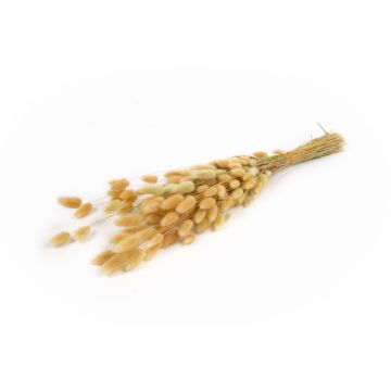 Erba secca BORKA, mazzetto di Lagurus, naturale, 55-75 cm, Ø 12 cm, 50 g Erba secca BORKA, mazzetto di Lagurus, naturale, 55-75 cm, Ø 12 cm, 50 g